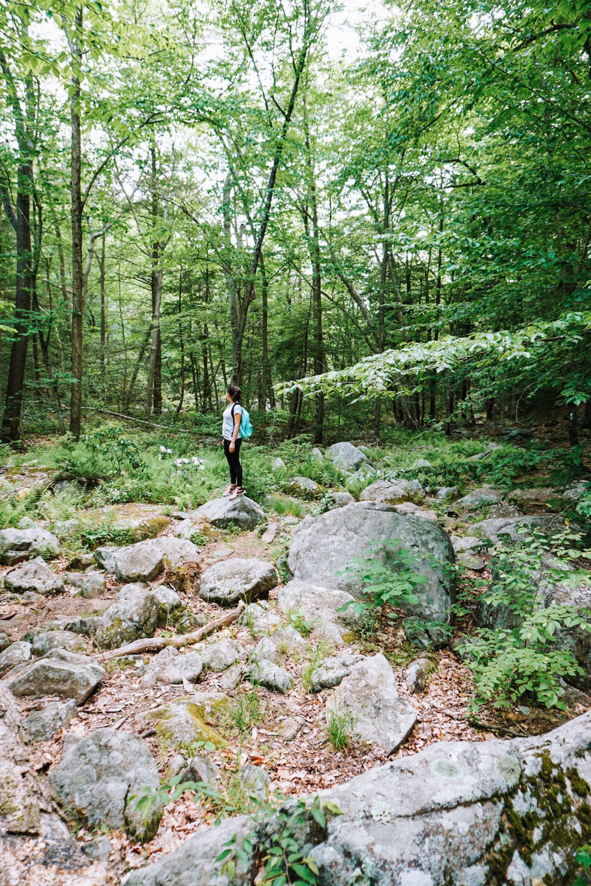 Hiking At Harriman State Park Enlightened By Bravery 8122